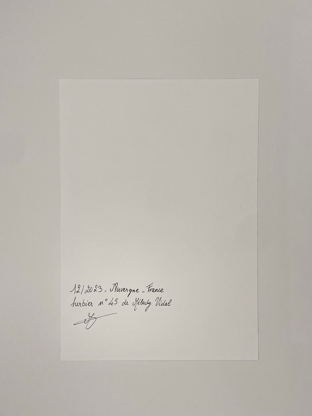 Herbier Pensée d'améthyste