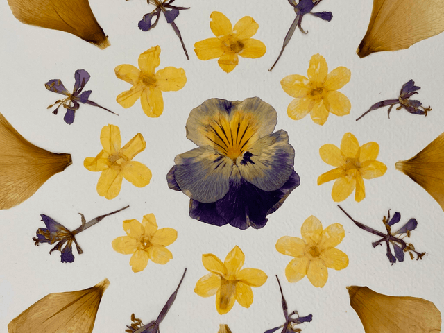 Herbier Pensée d'améthyste