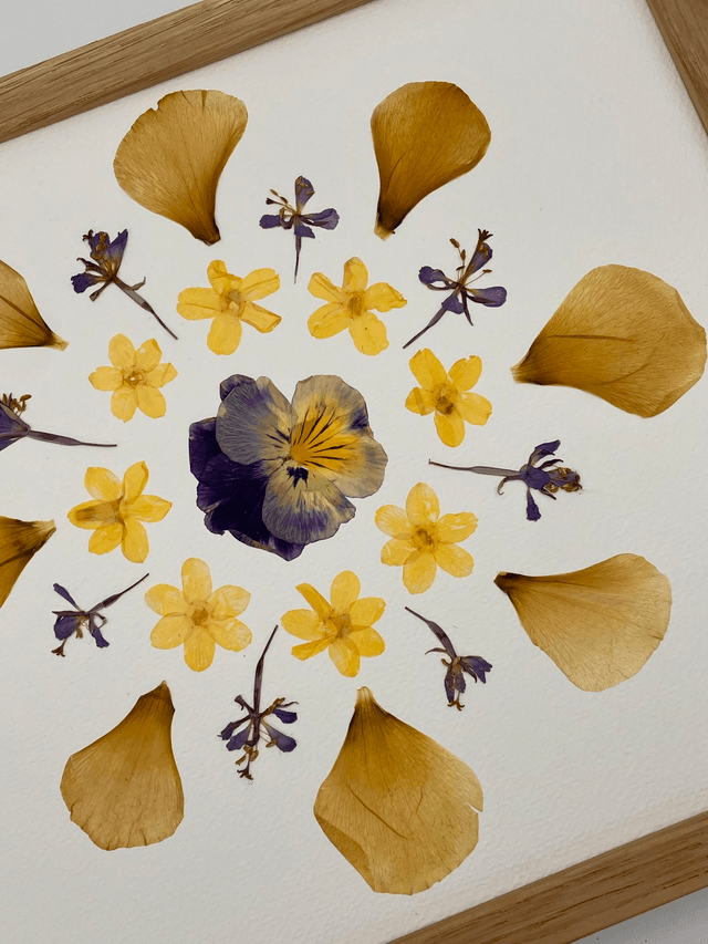Herbier Pensée d'améthyste