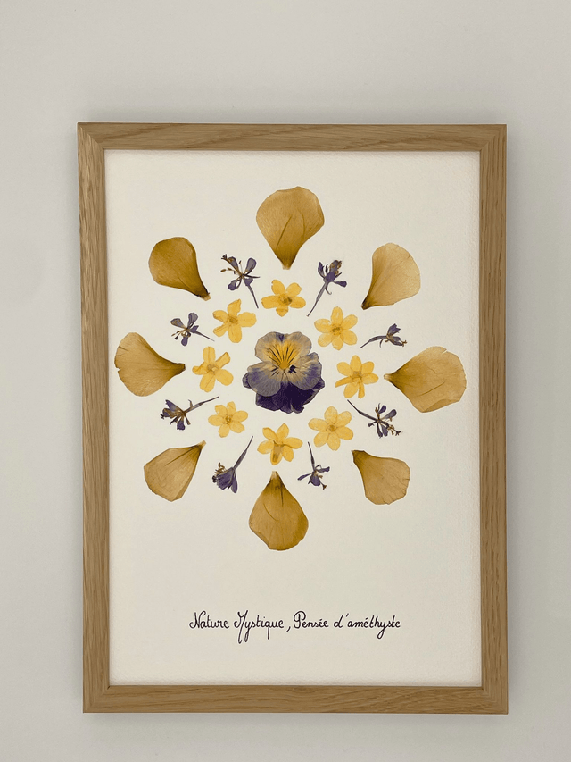 Herbier Pensée d'améthyste