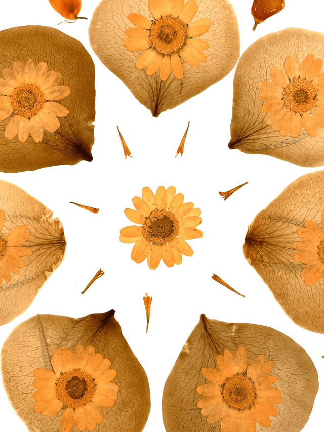 Herbier Energie solaire 