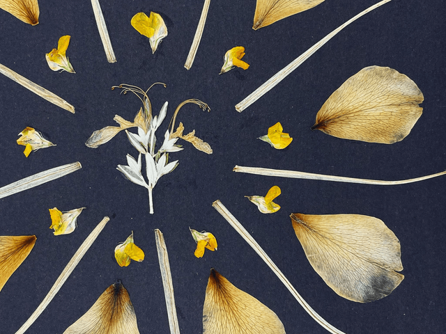Herbier Délice des dunes