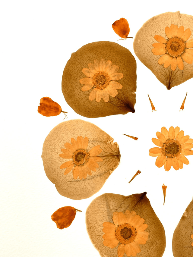 Herbier Energie solaire 