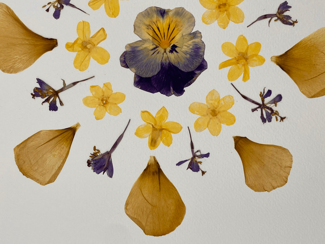 Herbier Pensée d'améthyste