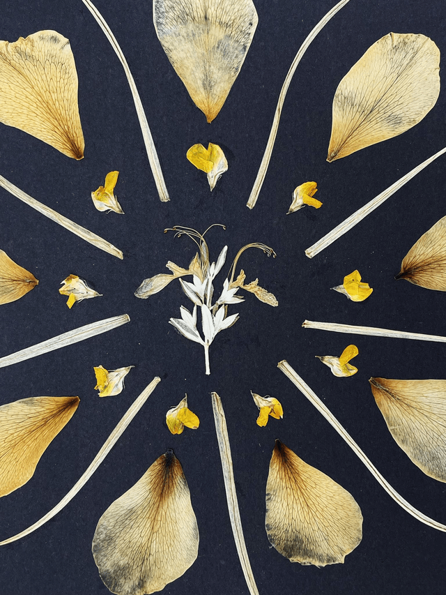 Herbier Délice des dunes