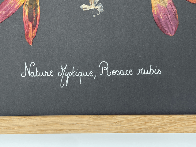 Herbier Rosace Rubis