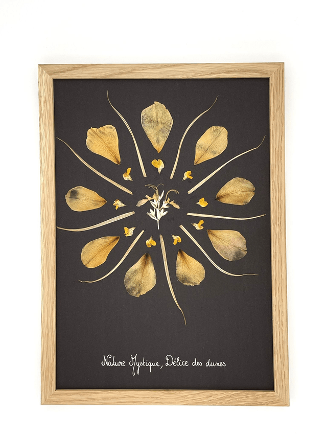 Herbier Délice des dunes