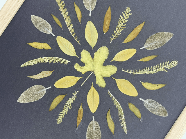 Herbier Magie verte