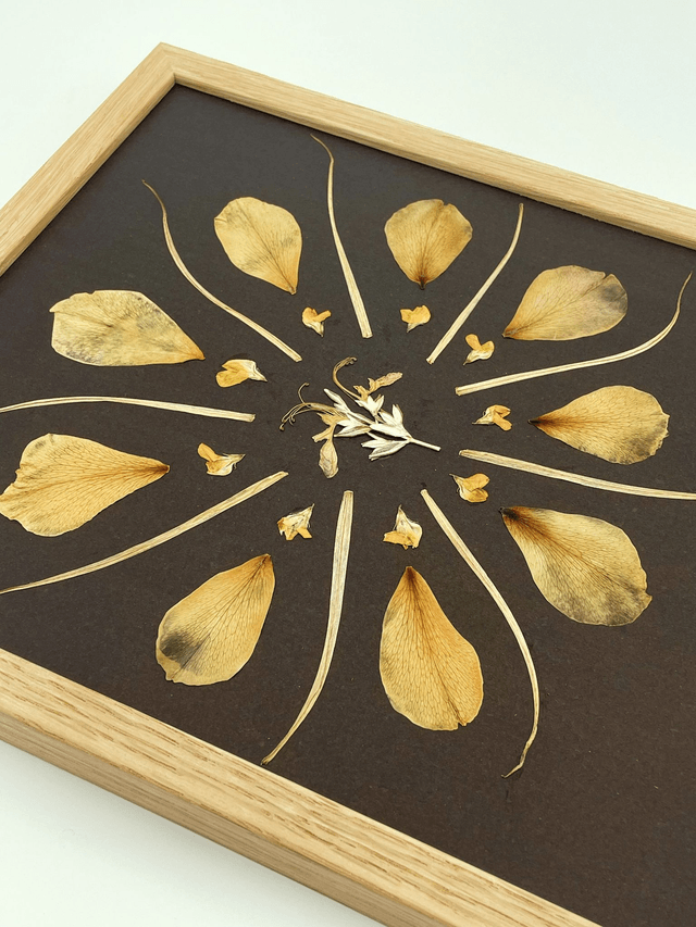 Herbier Délice des dunes