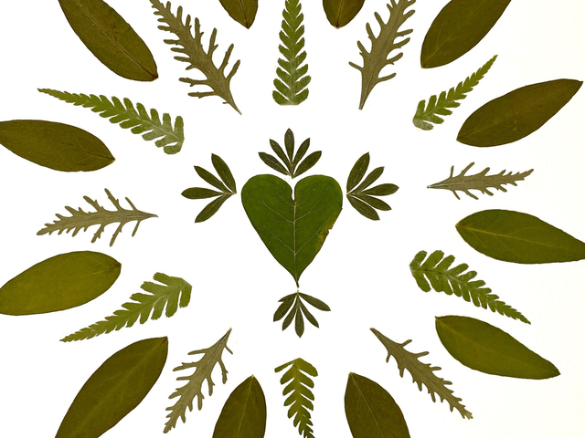 Herbier Cœur des bois